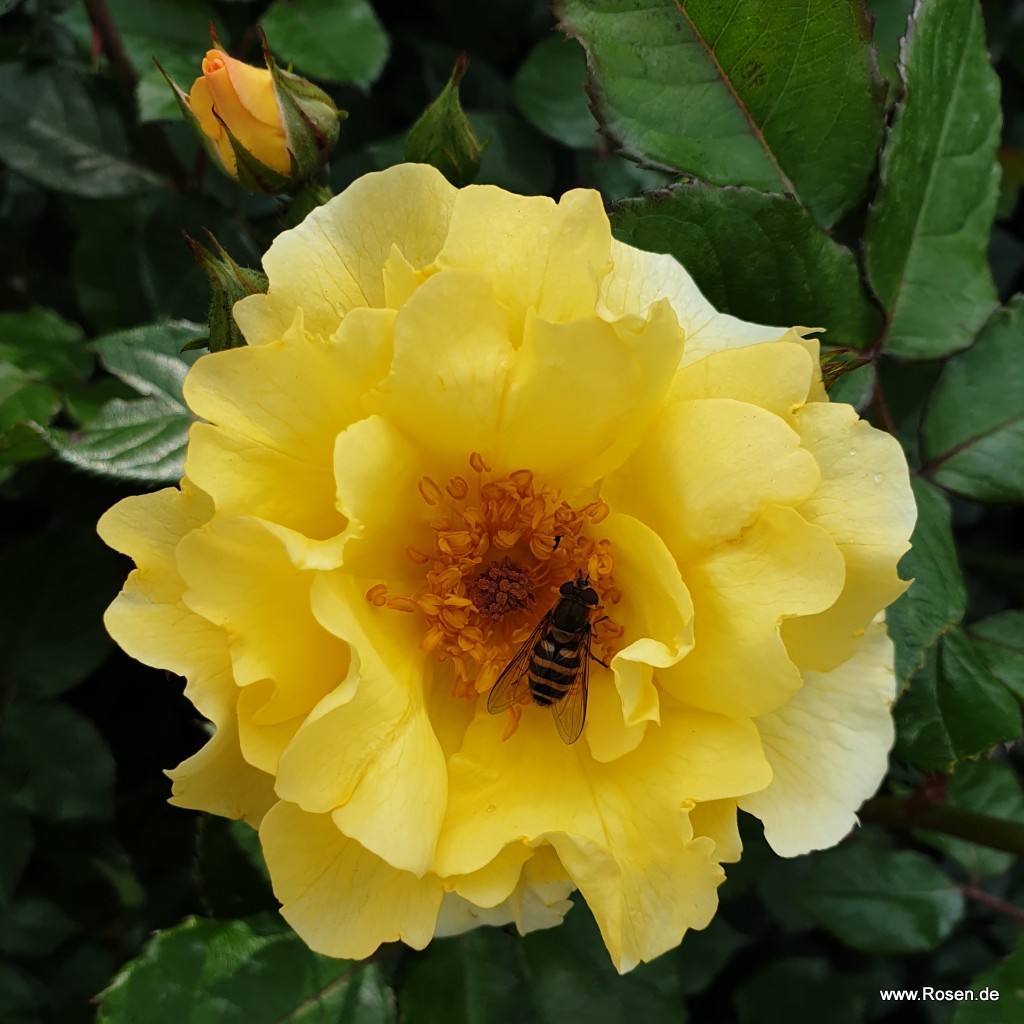 Artikelbild 5 des Artikels Goldspatz® Goldspatz®