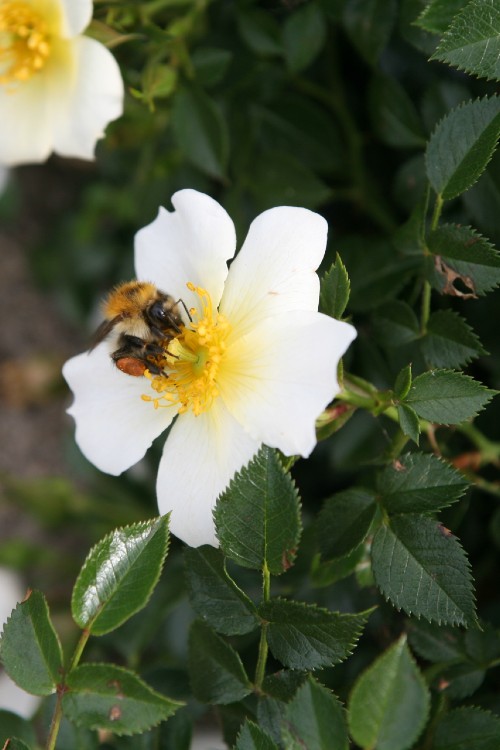 Sonnenröschen® aus der Kollektion NektarGarten® Sonnenröschen® aus der Kollektion NektarGarten®