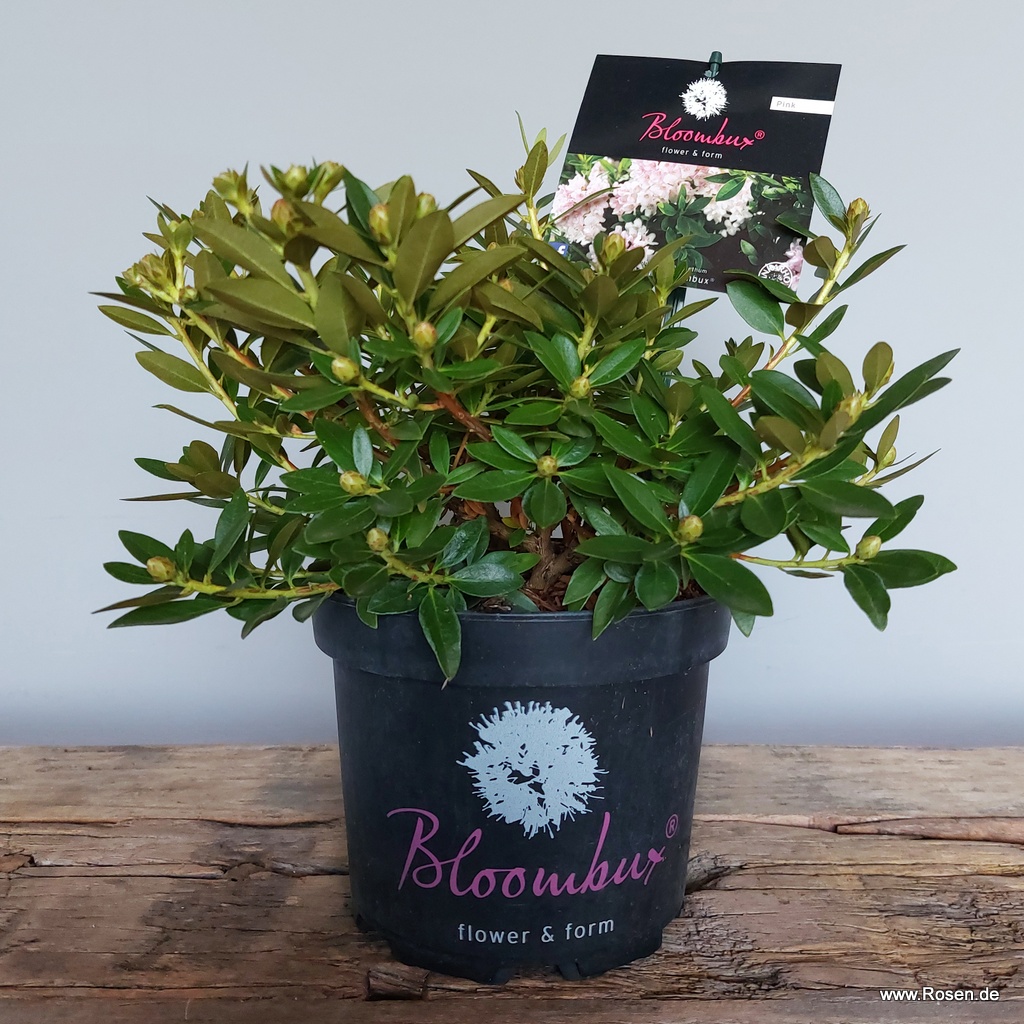Artikelbild 2 des Artikels Bloombux®, pink Bloombux®, pink