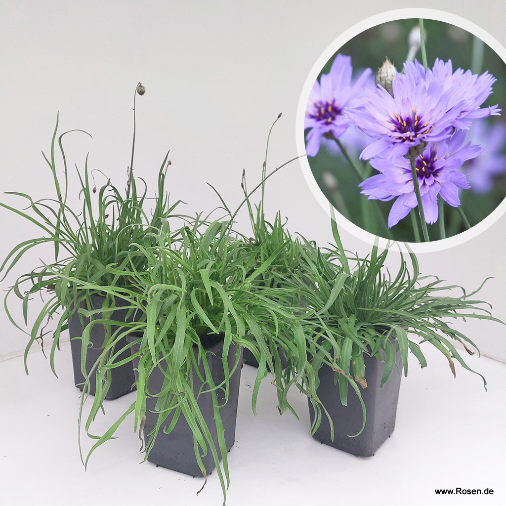 Artikelbild 1 des Artikels 4er-Set Blaublühende Rasselblume 4er-Set Blaublühende Rasselblume