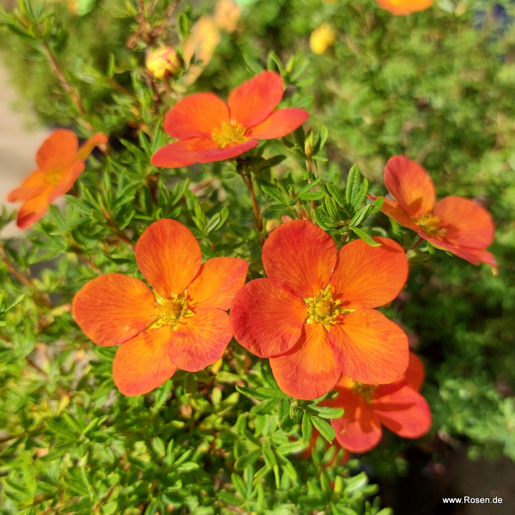 Fünffingerstrauch 'Bella Sol' (S)