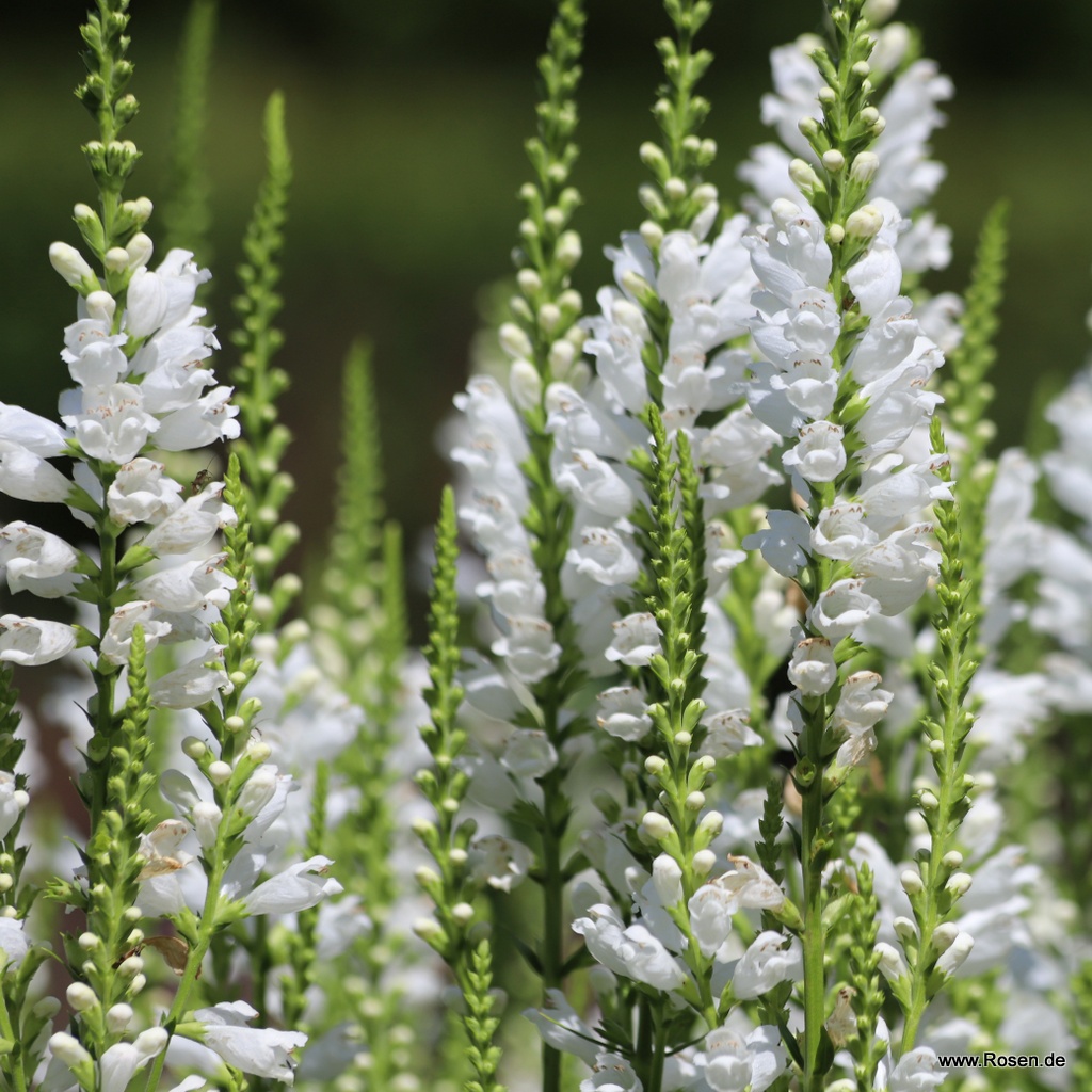 Gelenkblume 'Snow Dragon'