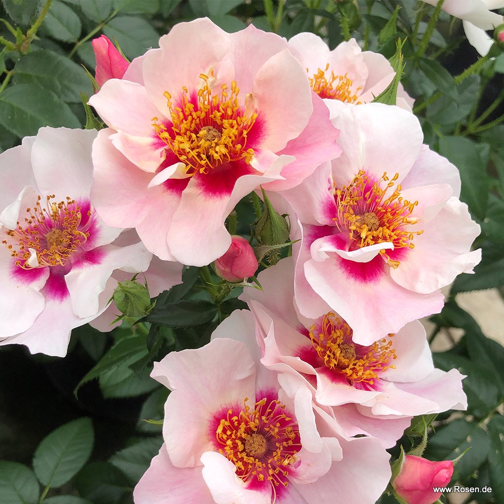 Artikelbild 4 des Artikels SEE YOU® in red