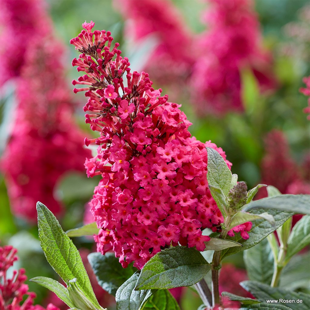 Sommerflieder 'Butterfly Candy® Little Ruby'