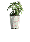 Rose en conteneur de 6 litres