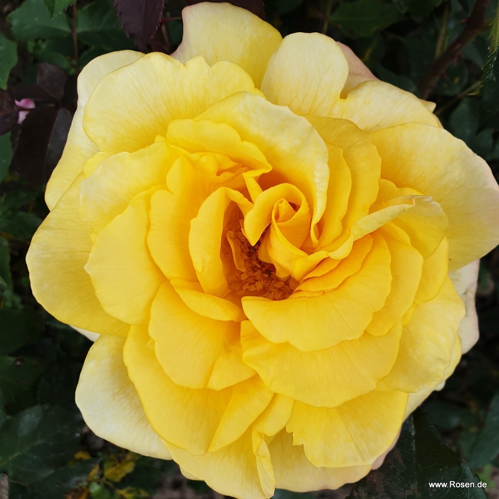 Artikelbild 5 des Artikels Sunny Sky® Sunny Sky®