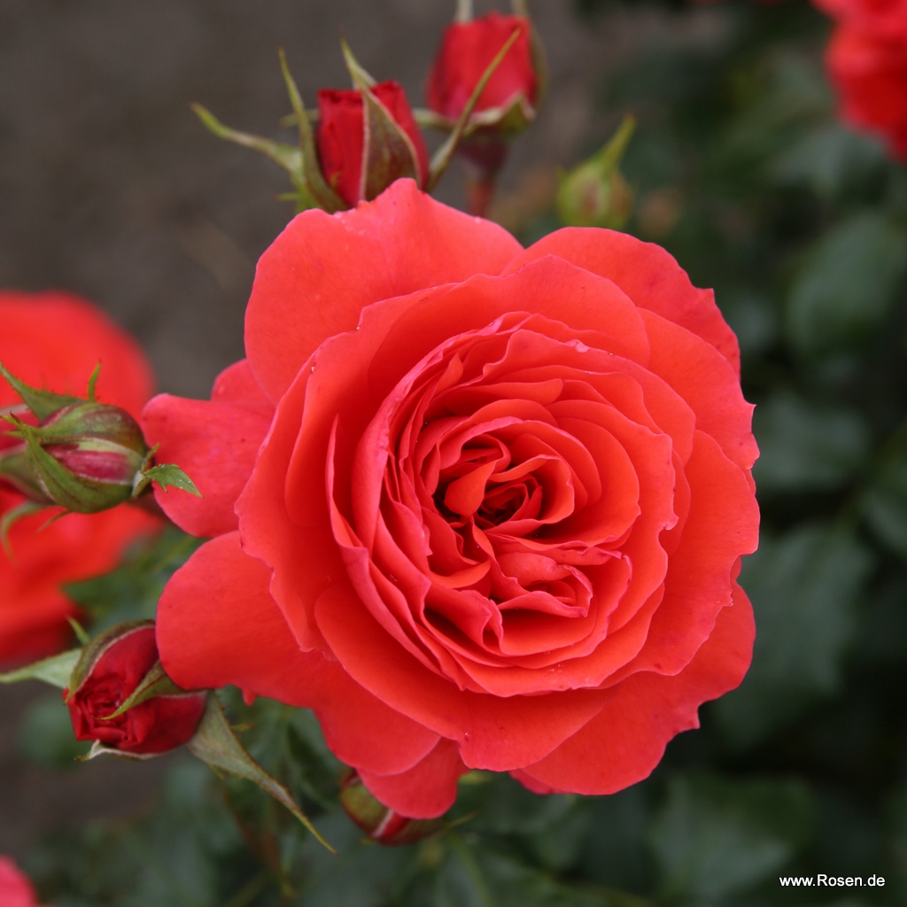 Artikelbild 1 des Artikels Cherry Girl Cherry Girl