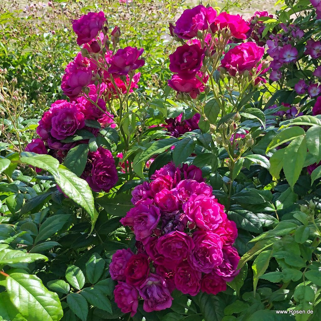 Artikelbild 3 des Artikels Purple Siluetta® Purple Siluetta®