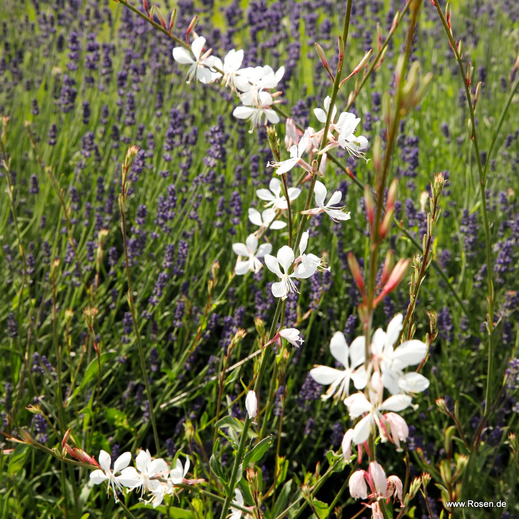 Prachtkerze 'Whirling Butterflies'