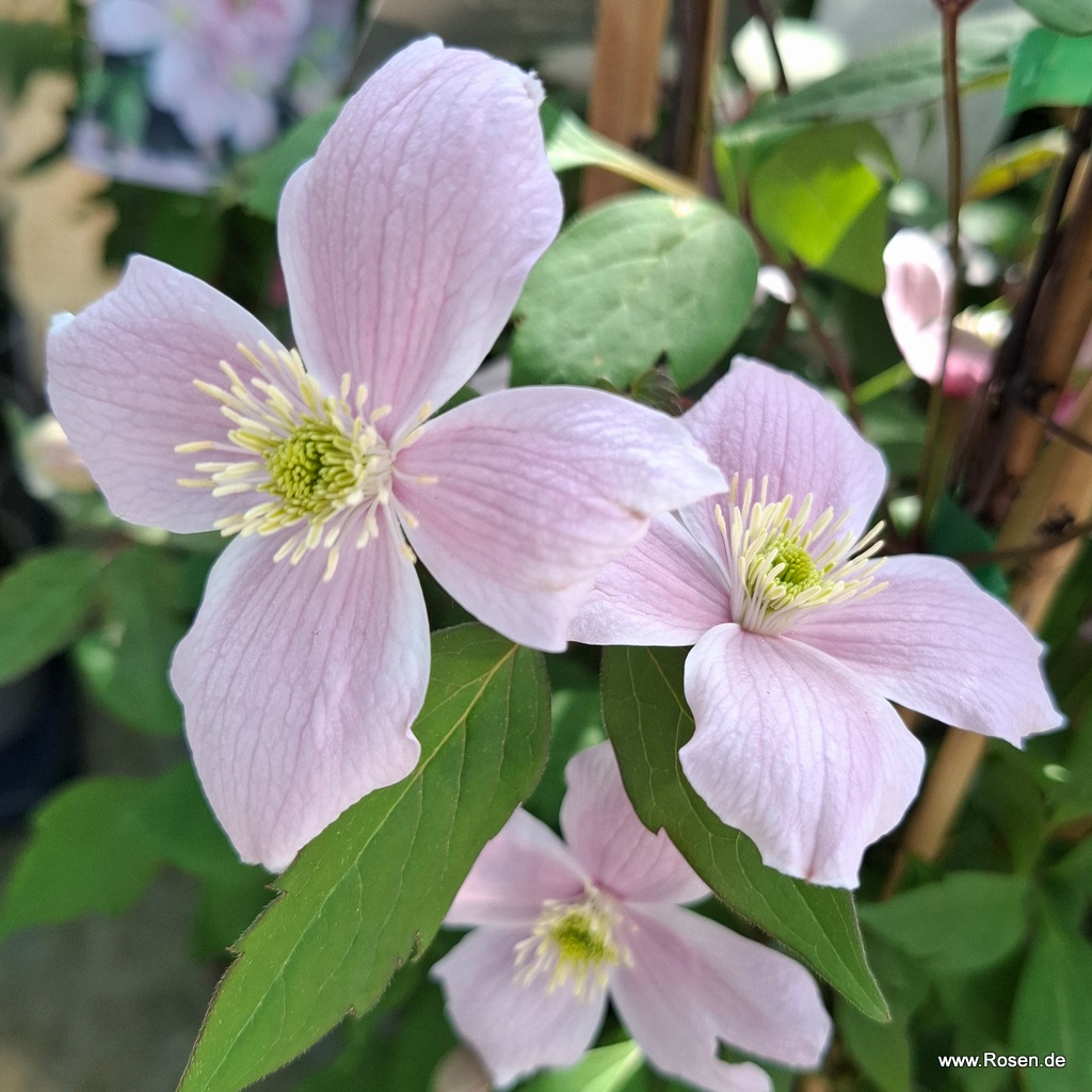 Clematis 'Tetrarose'