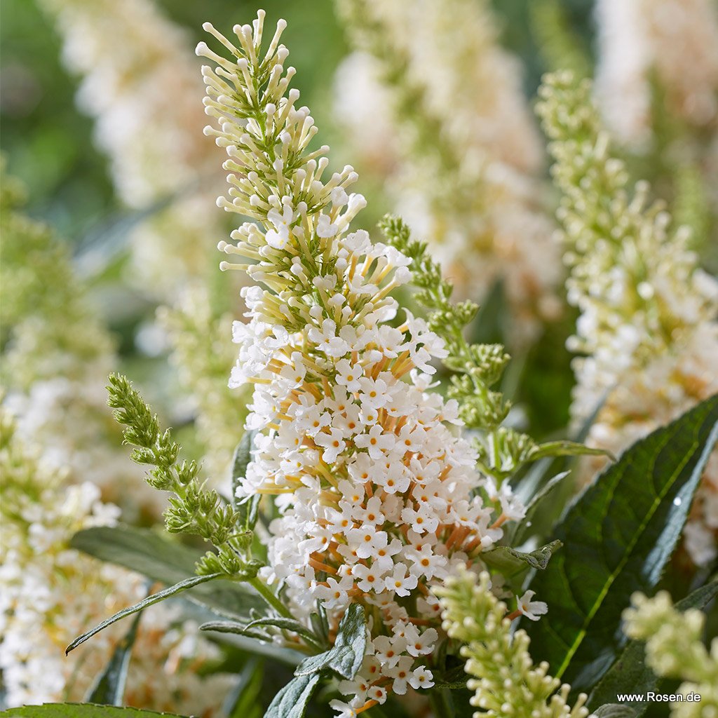 Artikelbild 1 des Artikels Sommerflieder 'Butterfly Candy® Little White' Sommerflieder 'Butterfly Candy® Little White'