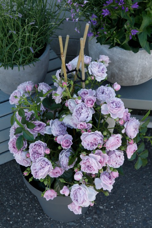 Nautica® aus der Fantasia® Kollektion