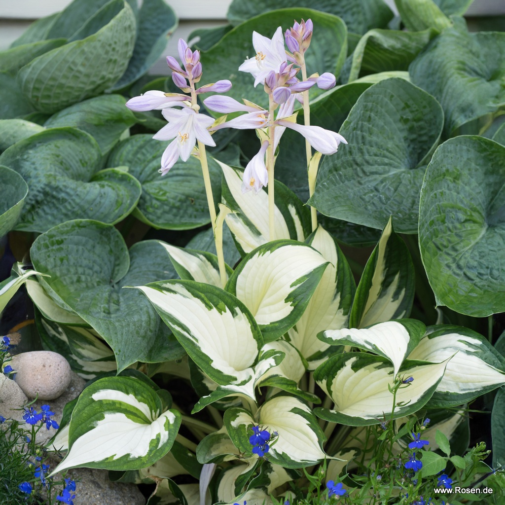 Funkie 'Fire and Ice'