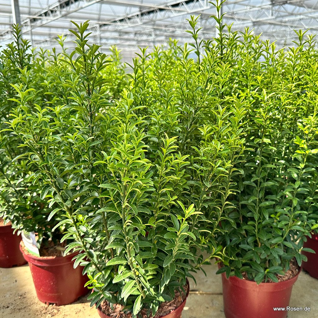 Immergrüne Japanspindel 'Green Empire'®
