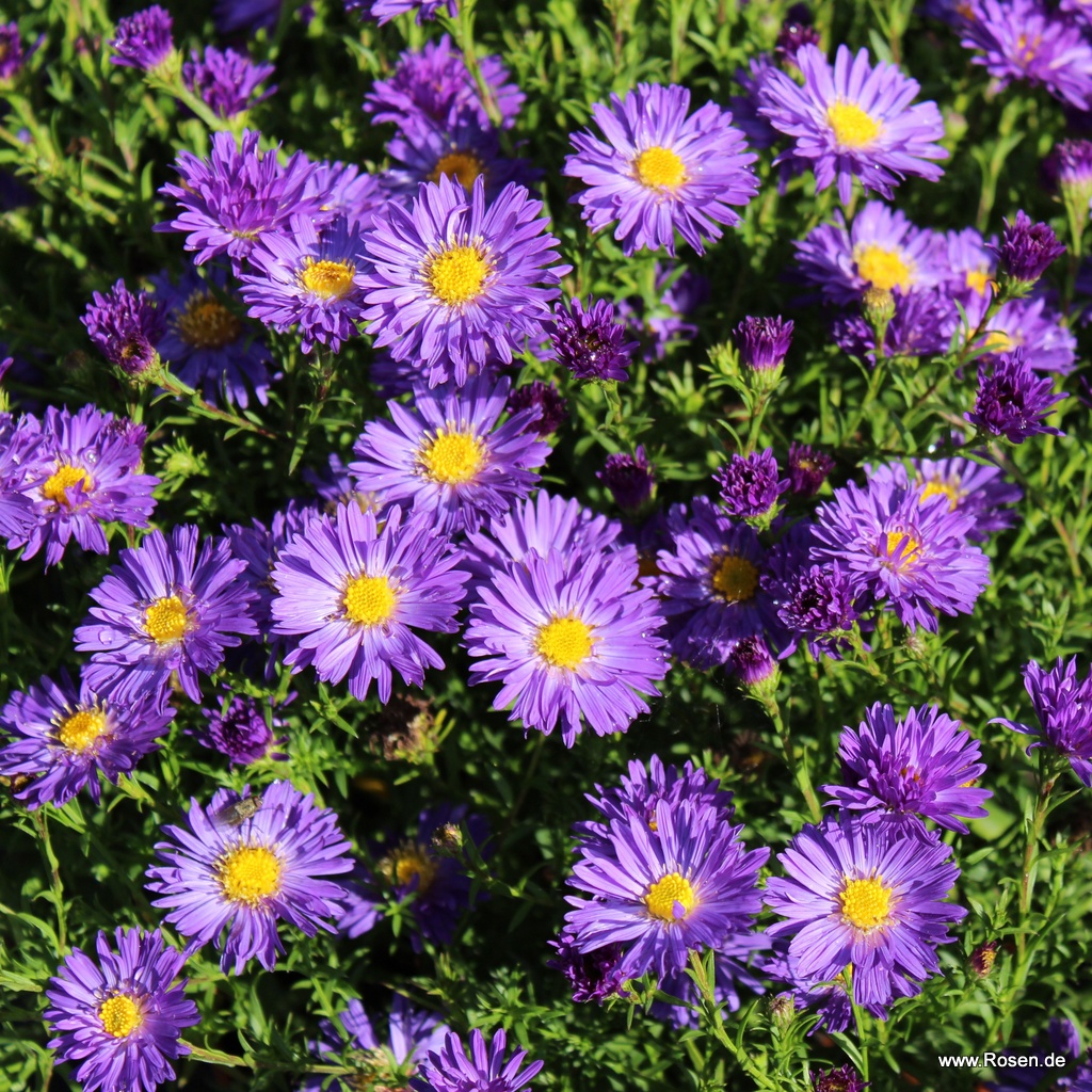 Kissen-Aster 'Blue Lapis'