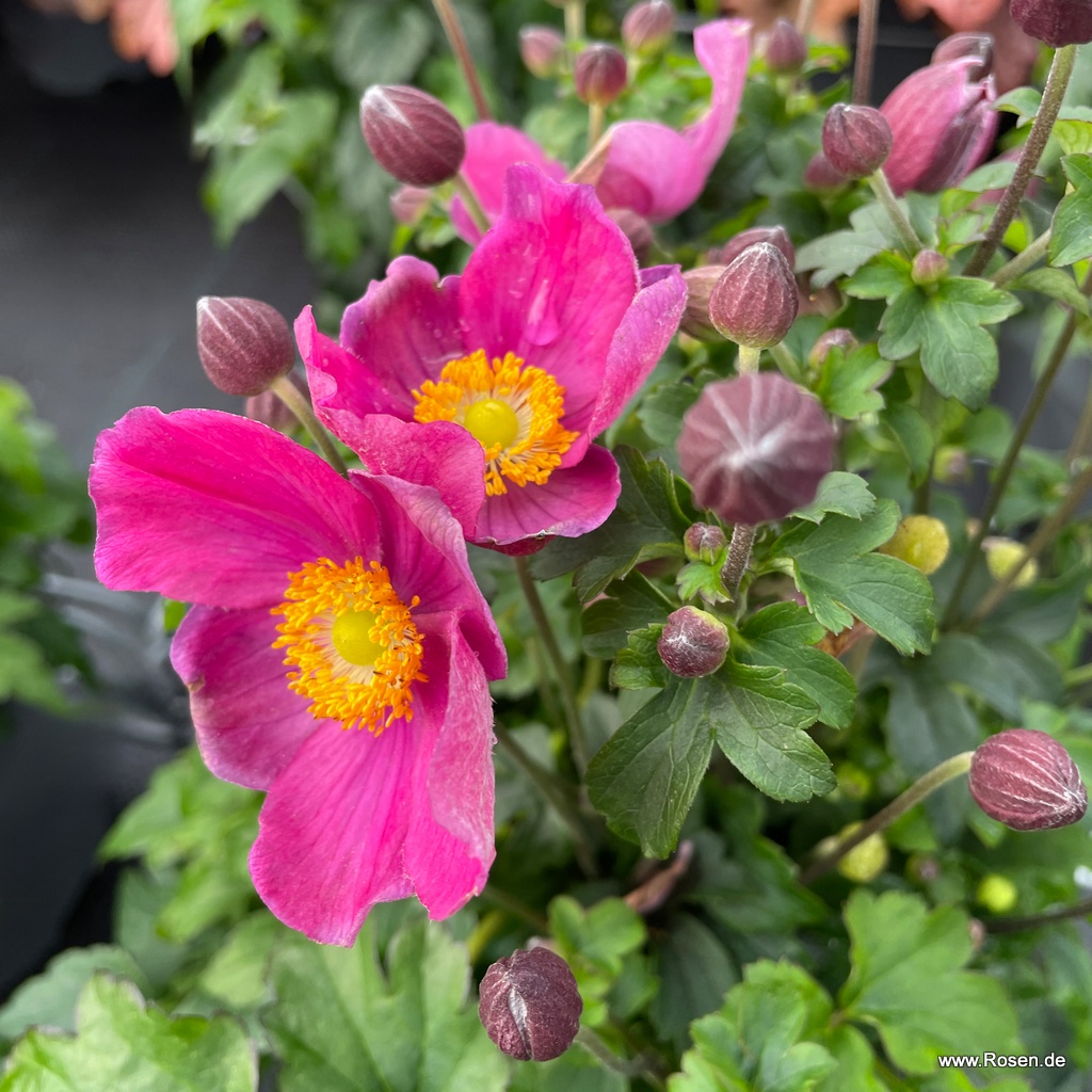 Herbst-Anemone 'Emmy Deep Rose'