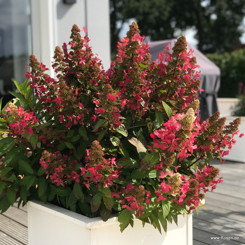 Rispenhortensie 'Magical® Vesuvio'