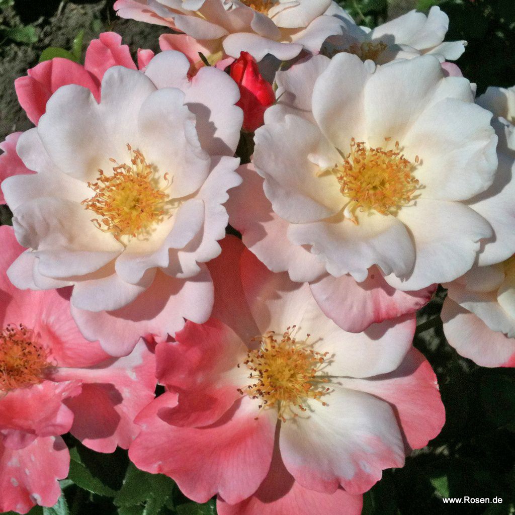 Artikelbild 1 des Artikels Roseromantic® / Klima-Rose® Roseromantic® / Klima-Rose®