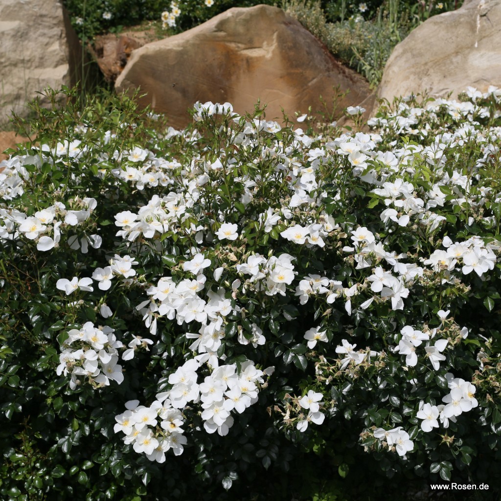 Artikelbild 4 des Artikels Escimo®