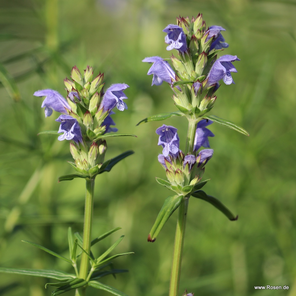 Nordischer Drachenkopf