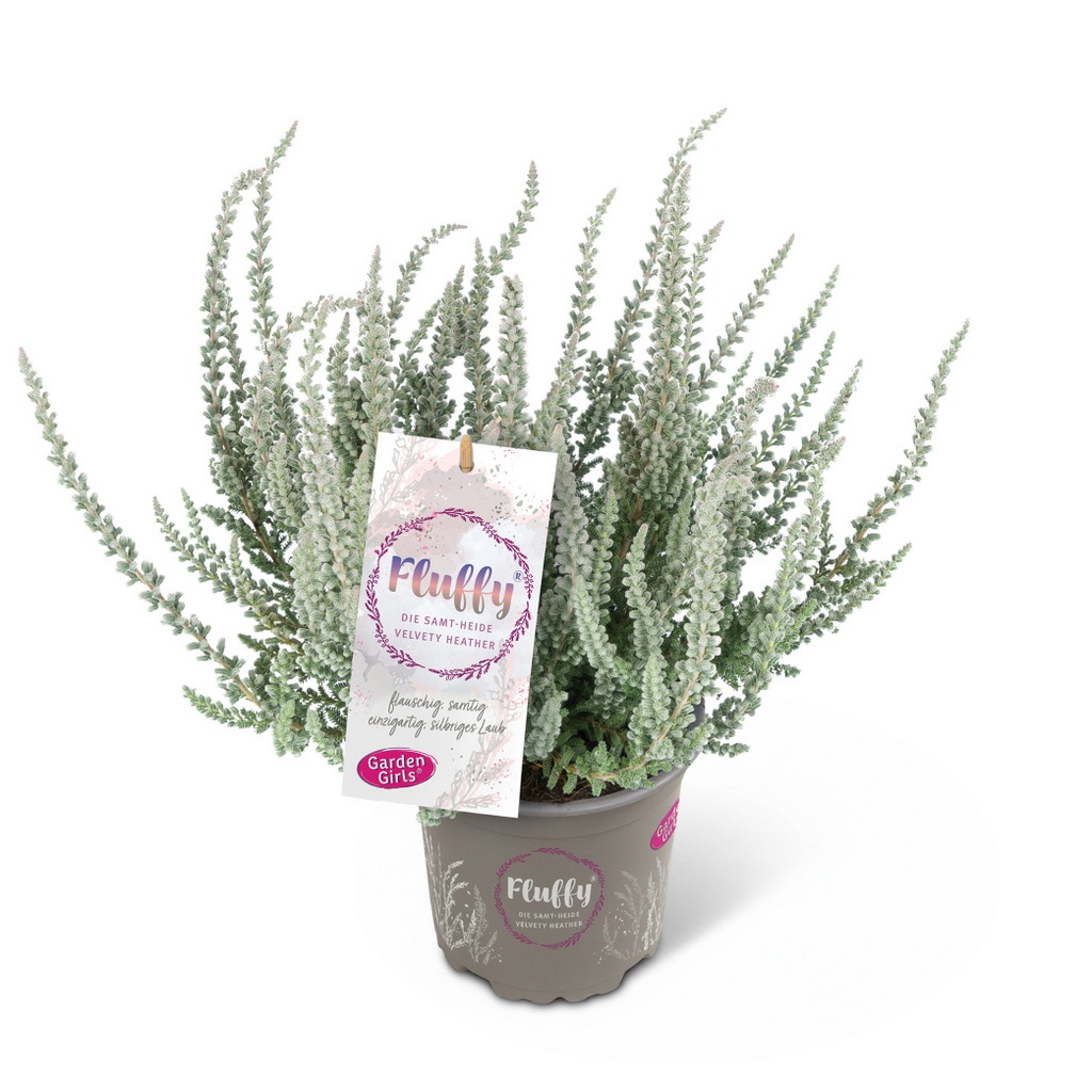 Knospenheide Gardengirls® Fluffy®