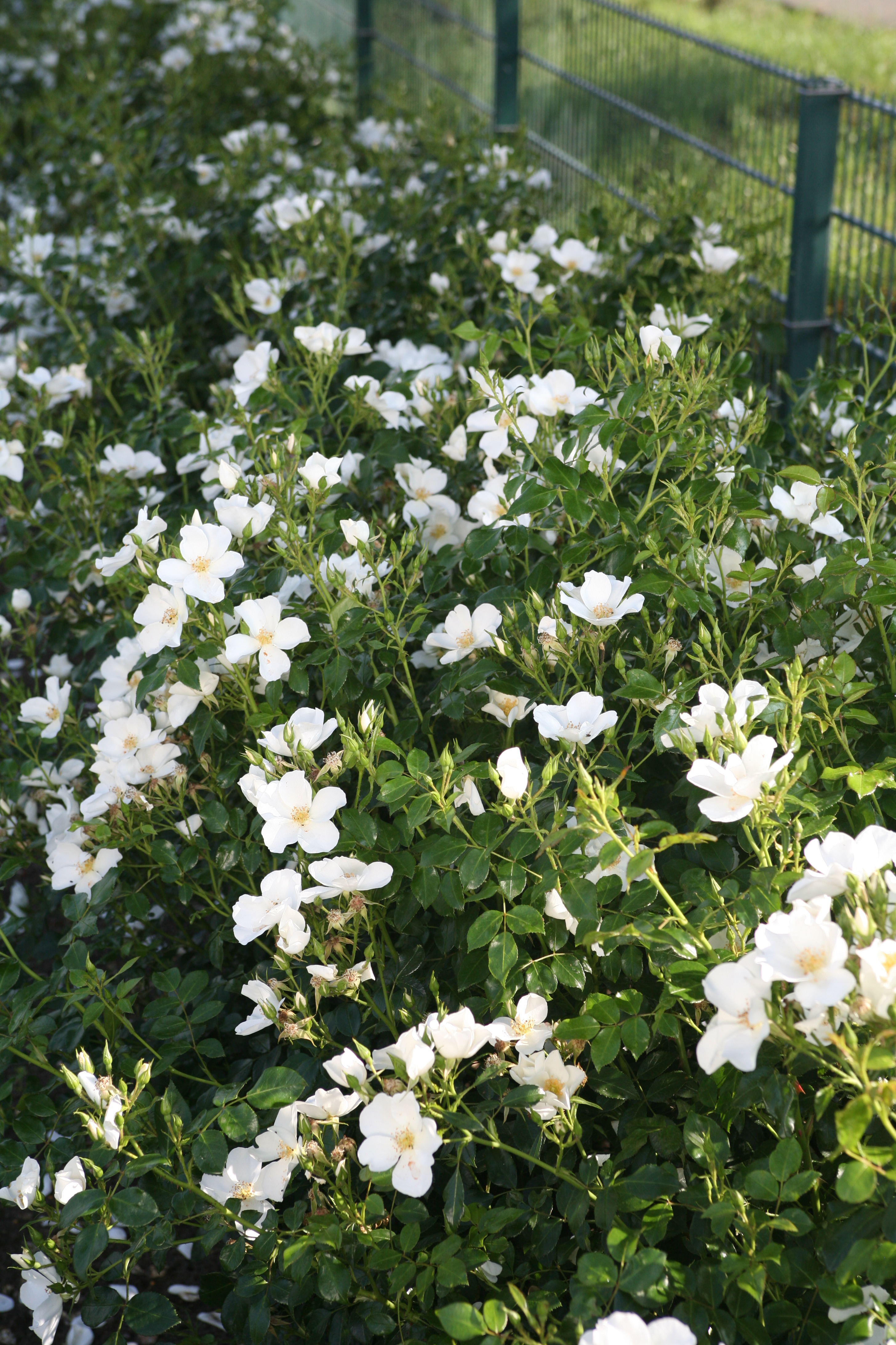 Kleinstrauchrose Escimo®