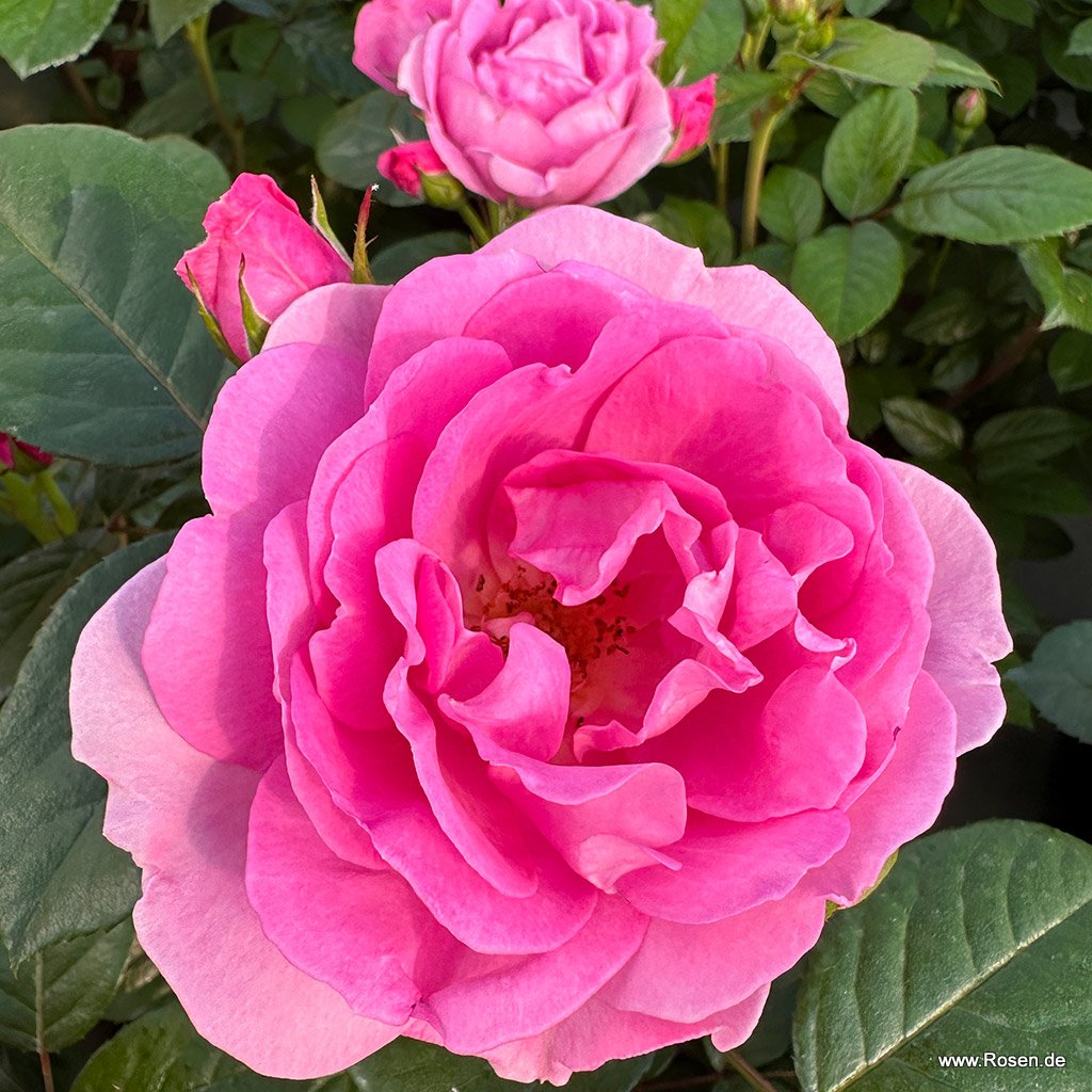 Artikelbild 1 des Artikels Europa Donna Europa Donna