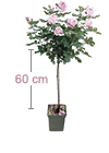 Stammrose im 5L Container - 60 cm