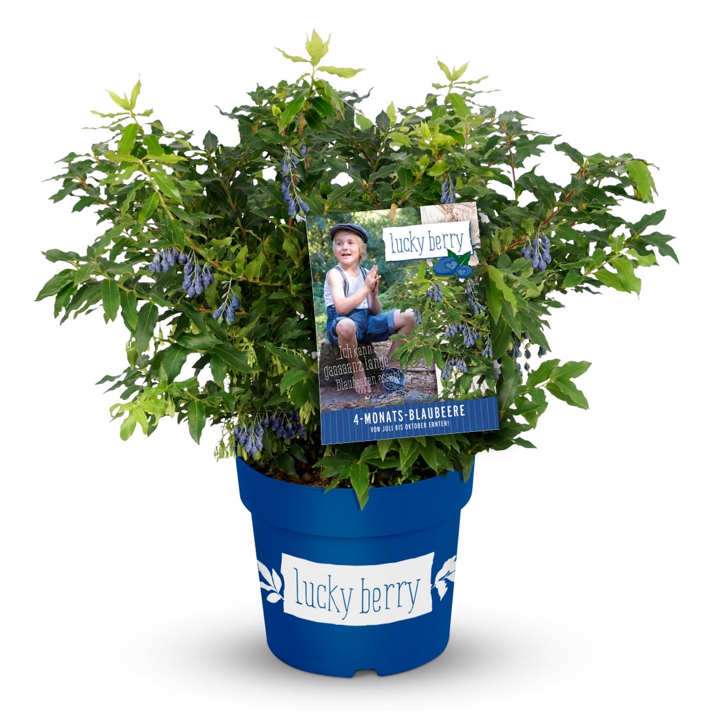 Blaubeere 'Lucky Berry®'