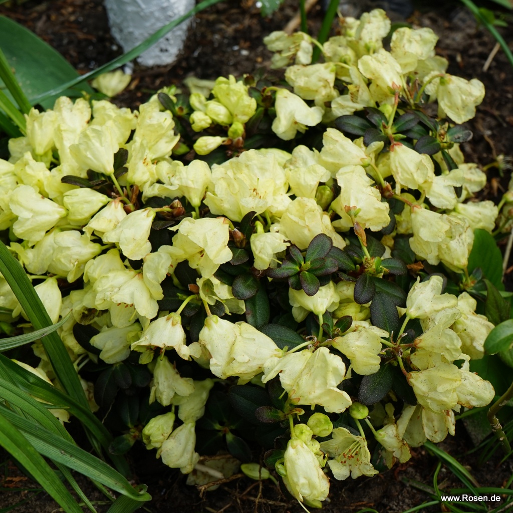 Artikelbild 1 des Artikels Zwerg-Rhododendron 'Wren'  Zwerg-Rhododendron 'Wren'