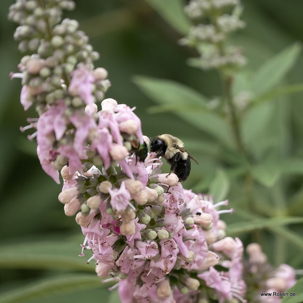 Mönchspfeffer 'Galactic Pink'