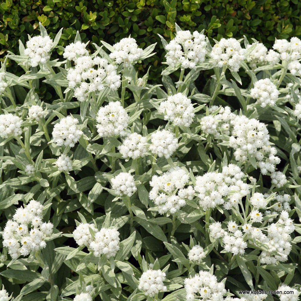 Perlpfötchen 'Sommerschnee'