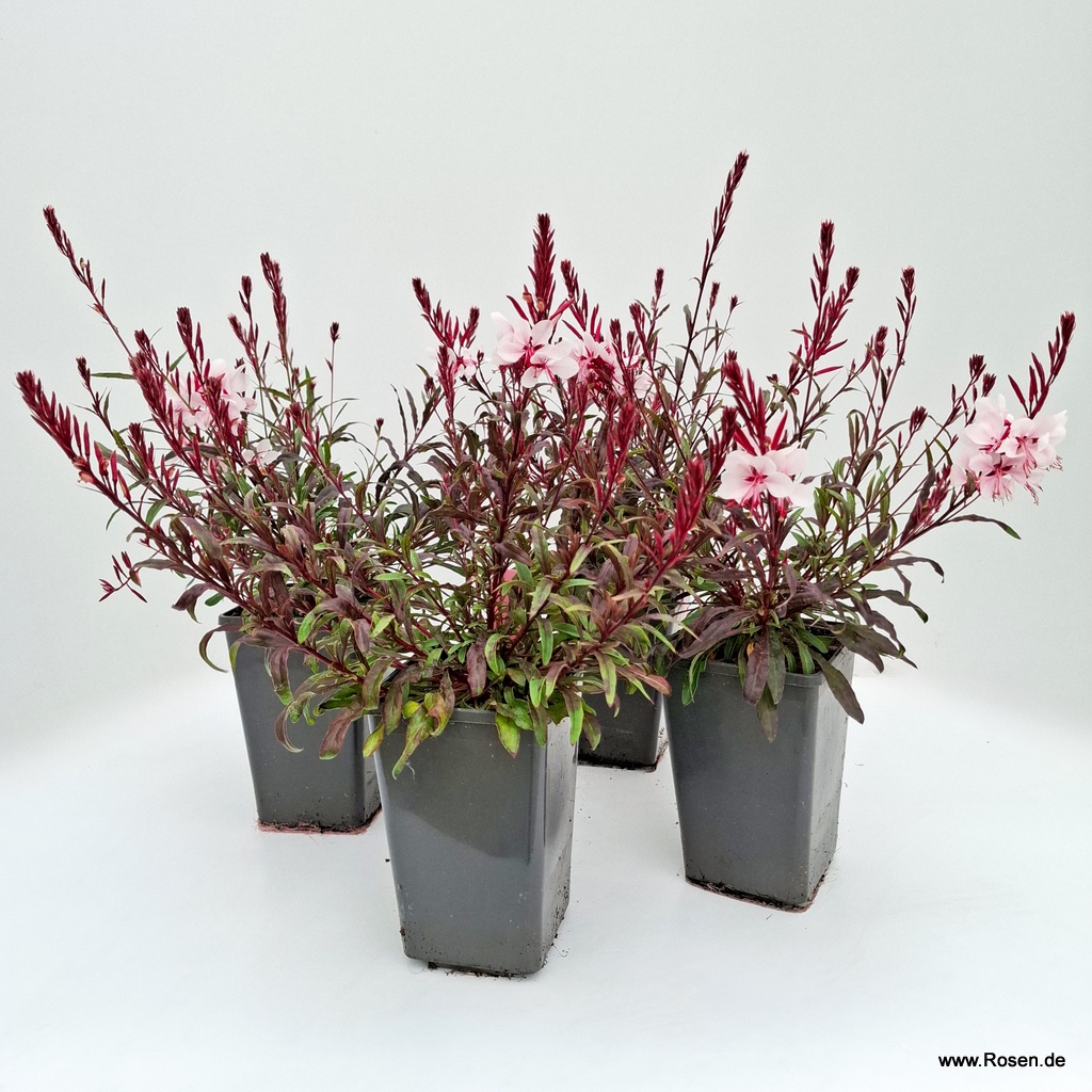 4er-Set Prachtkerze 'Gaudi Pink'