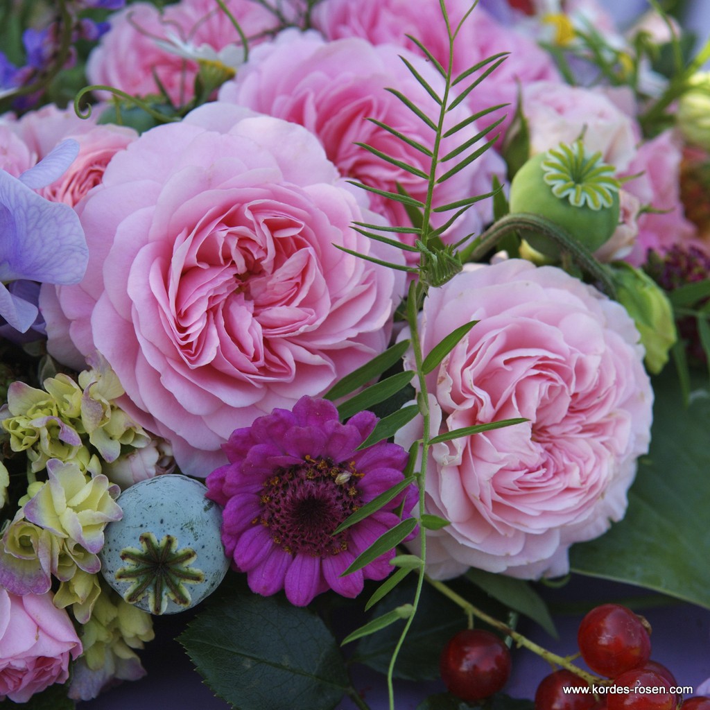 Artikelbild 4 des Artikels Larissa®