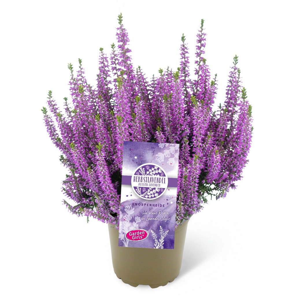 Knospenheide Gardengirls® Herbstlavendel