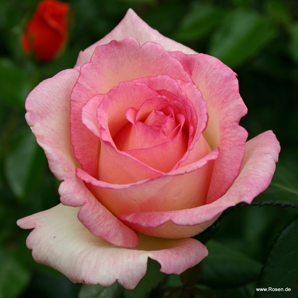 Souvenir® de Baden-Baden