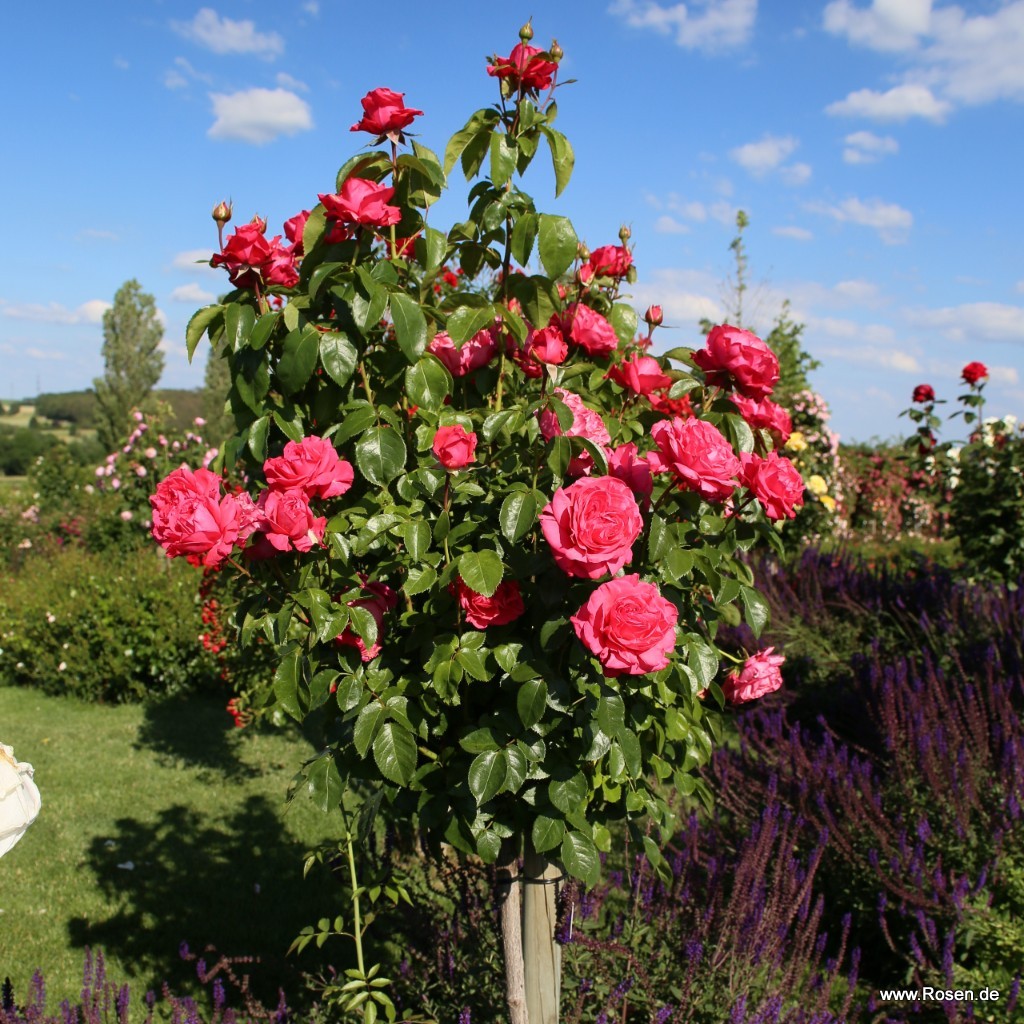 Artikelbild 3 des Artikels Cherry Lady® Cherry Lady®