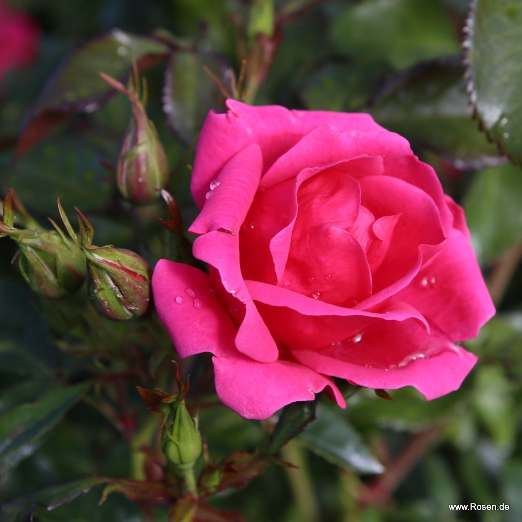 Artikelbild 2 des Artikels Gartenfreund® Gartenfreund®