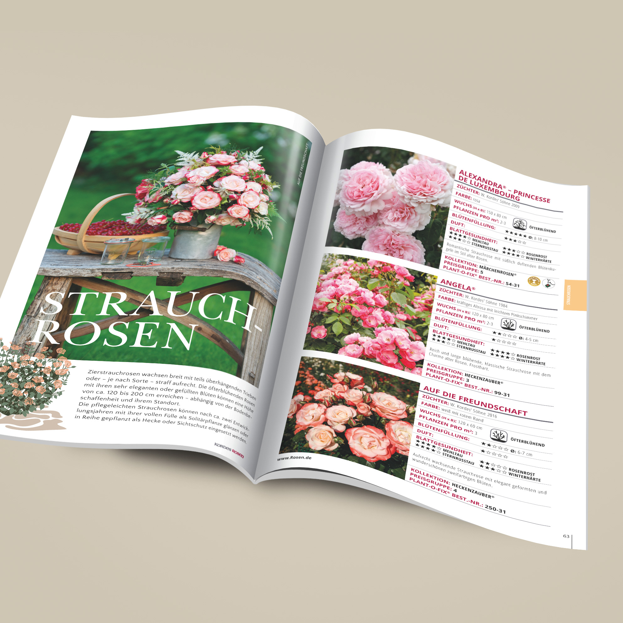 Artikelbild 4 des Artikels Kordes Gartenrosen-Katalog