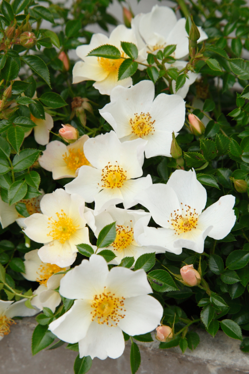 Sonnenröschen® aus der Kollektion Lilliputs®