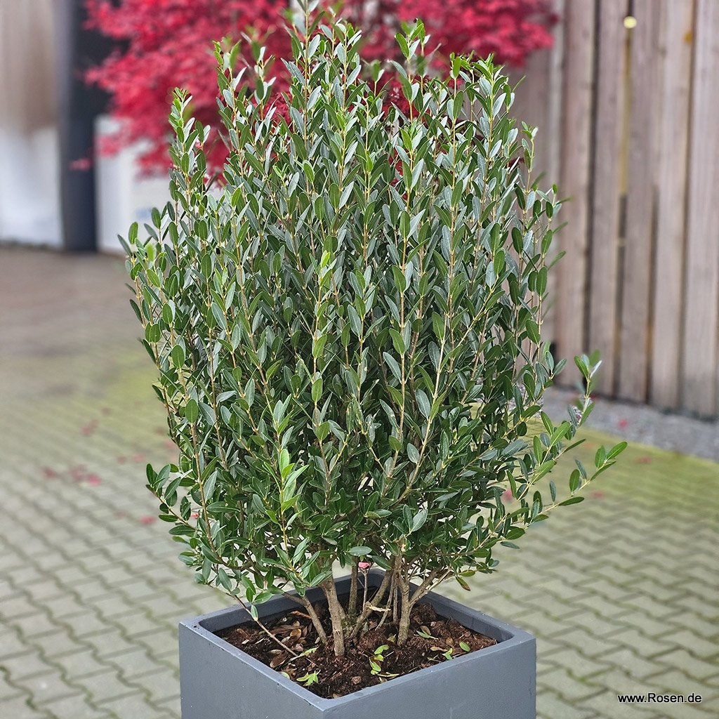 Schmalblättrige Steinlinde 'Grand Prix'