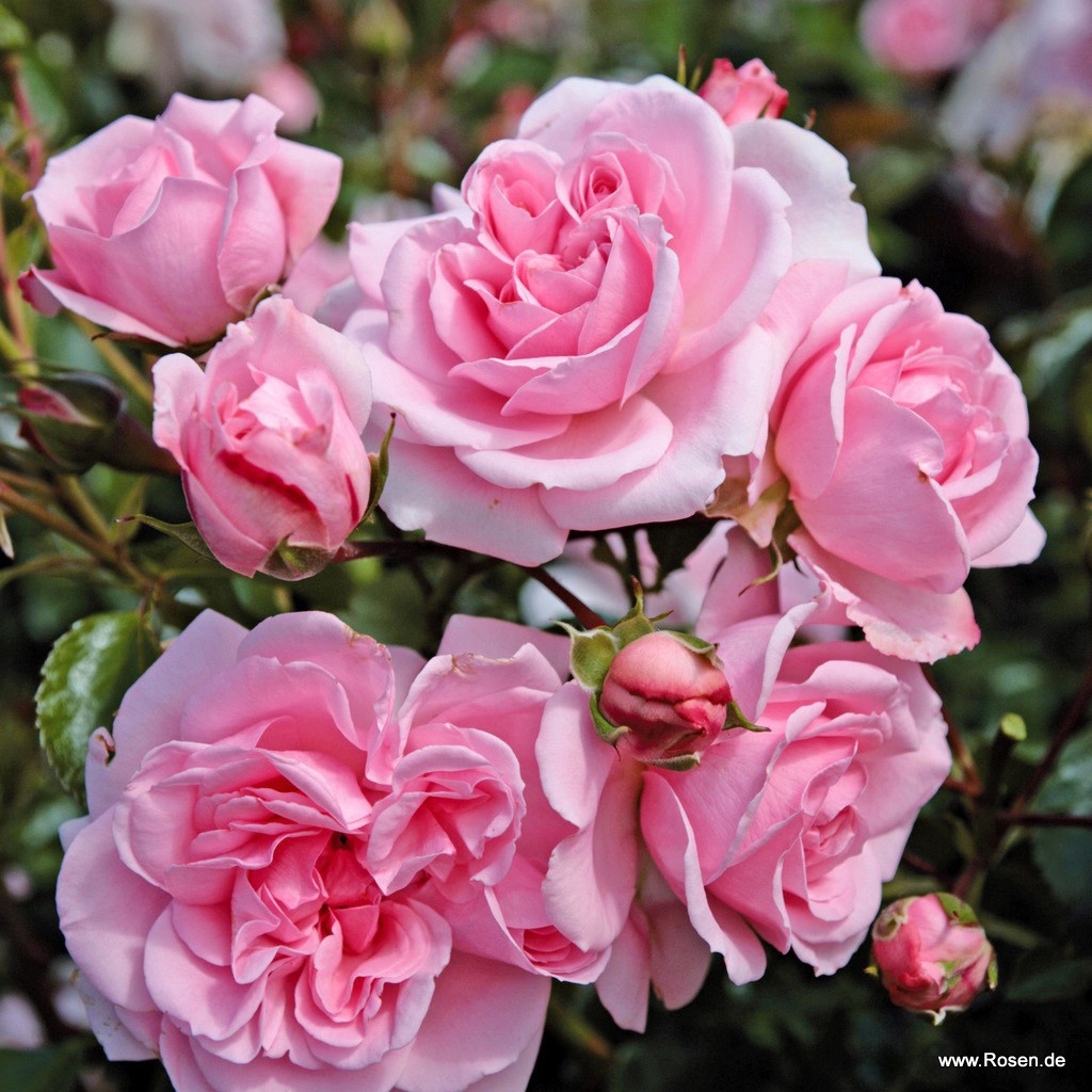 Artikelbild 1 des Artikels Home & Garden Home & Garden
