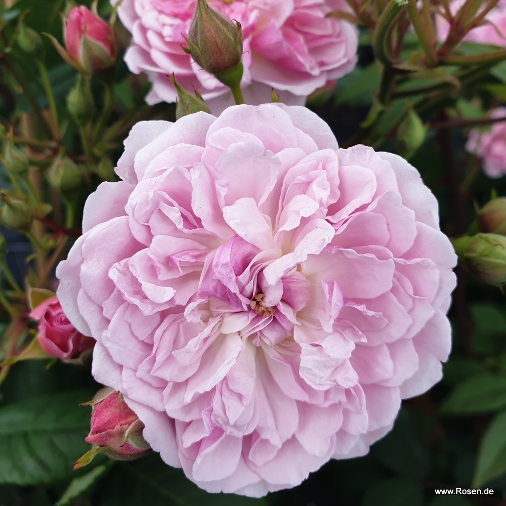 Artikelbild 1 des Artikels Romantic Siluetta® Romantic Siluetta®