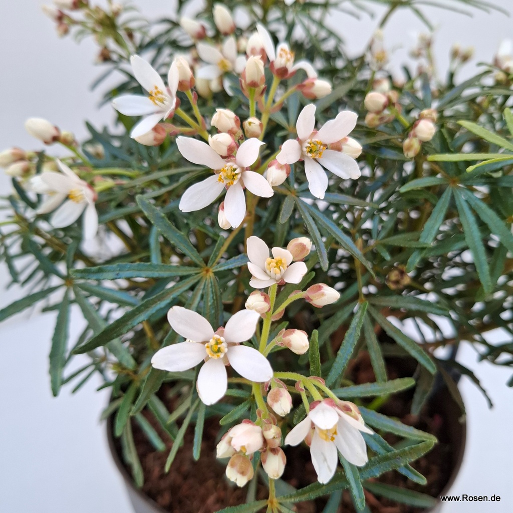 Orangenblume 'White Dazzler'
