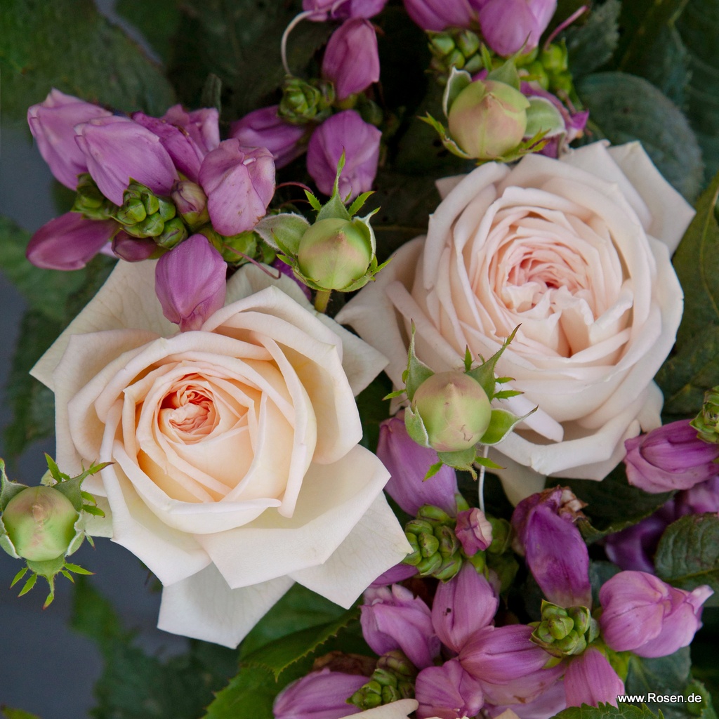 Artikelbild 4 des Artikels Madame Anisette® Madame Anisette®