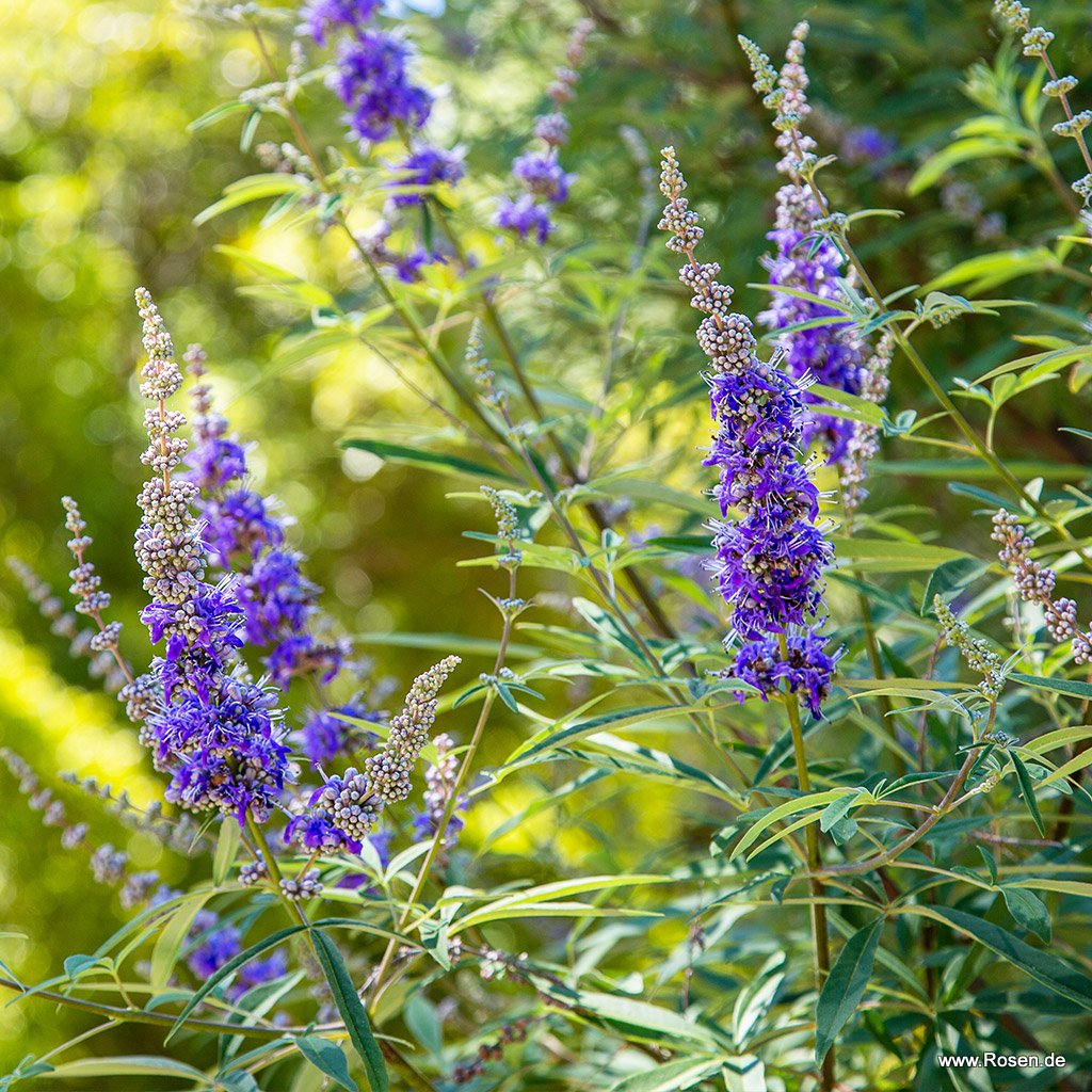 Mönchspfeffer 'Delta Blues'®