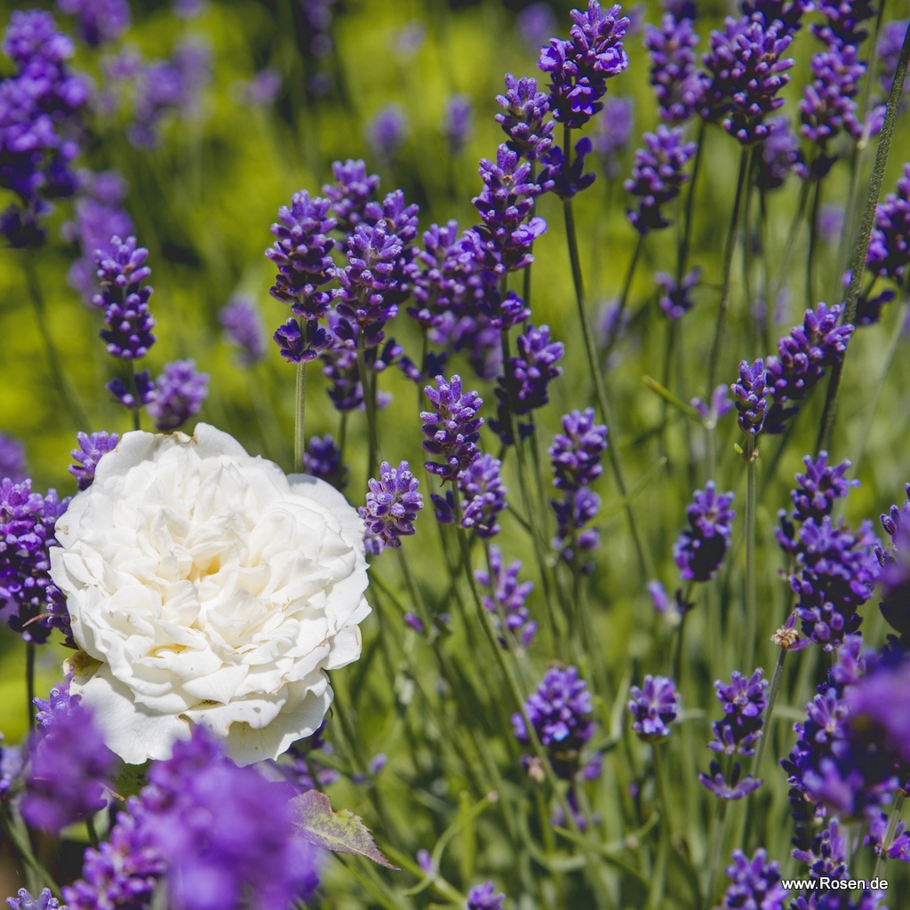 Lavendel 'Dwarf Blue' 1,5-Liter