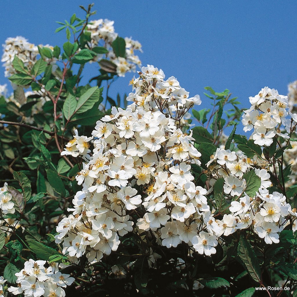 Artikelbild 1 des Artikels Rosa Multiflora, Büschel-Rose Rosa Multiflora, Büschel-Rose
