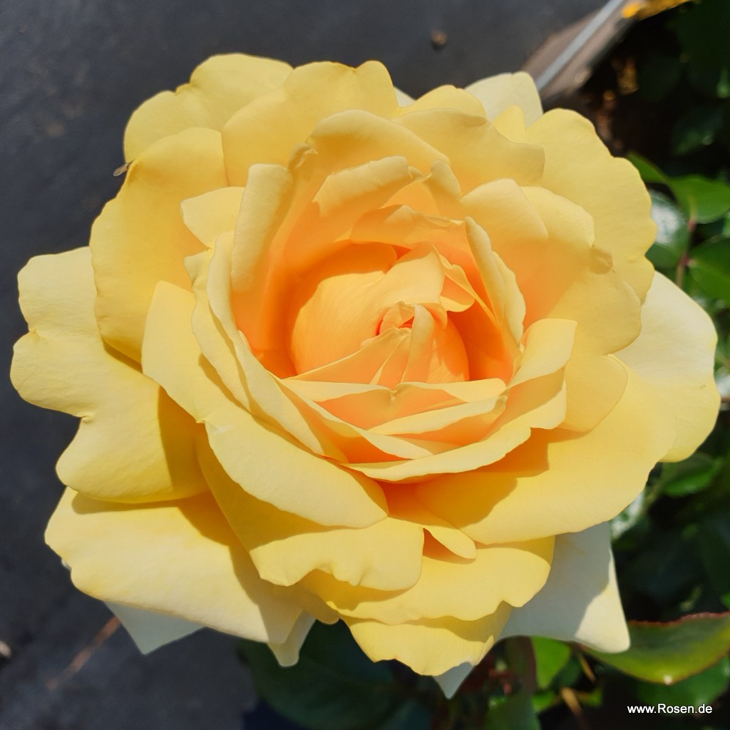 Artikelbild 5 des Artikels Winter Sun® Winter Sun®