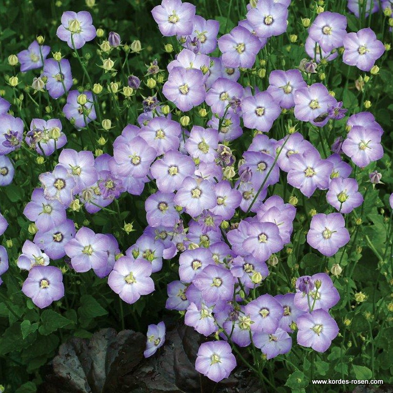 Artikelbild 1 des Artikels Karpaten-Glockenblume 'Samantha®' Karpaten-Glockenblume 'Samantha®'